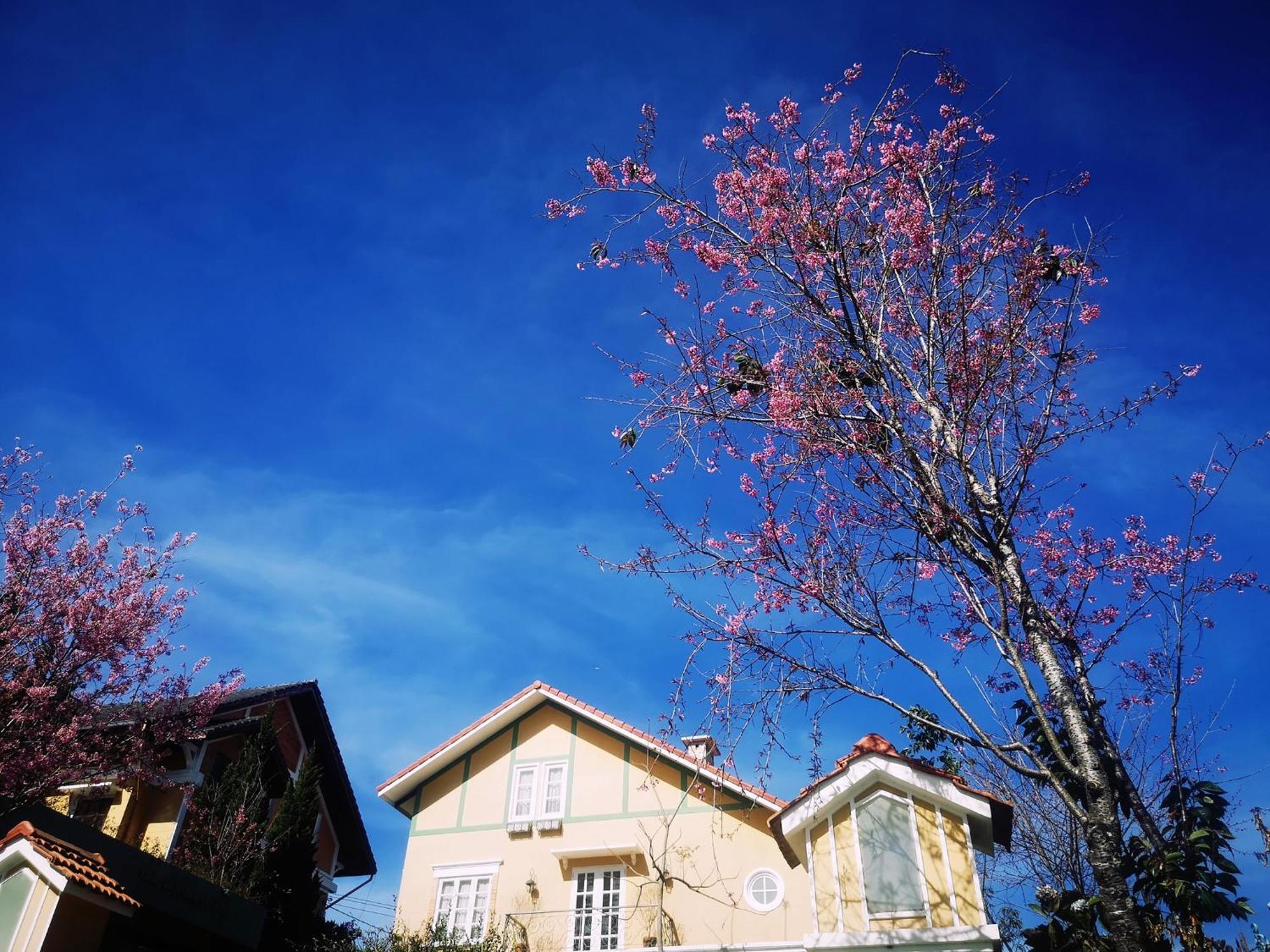 Отель Bich Dao Boutique - Dalat Экстерьер фото