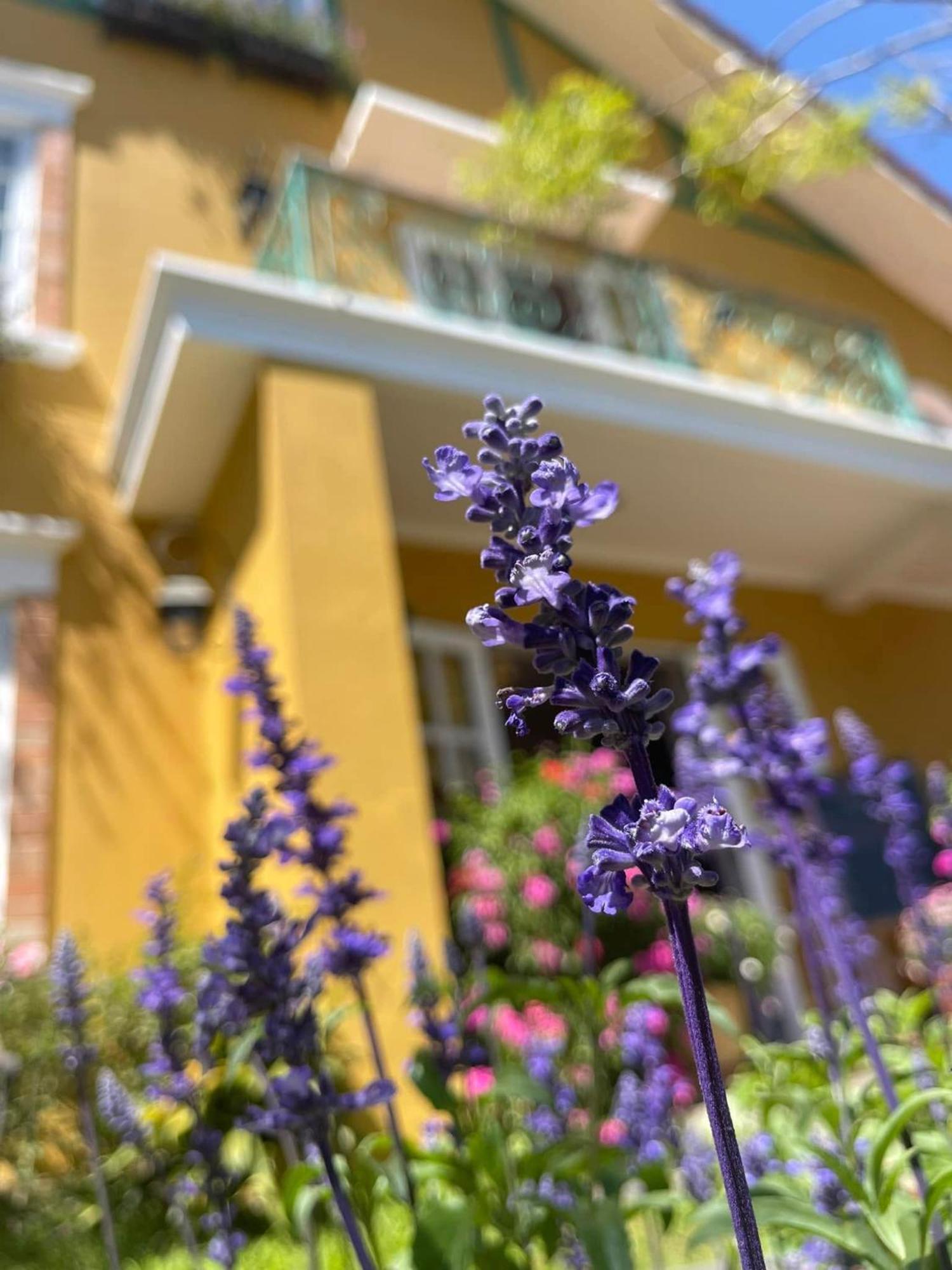 Отель Bich Dao Boutique - Dalat Экстерьер фото